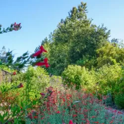 The Power of Vinegar as a Natural Weedkiller in Atherton Landscapes